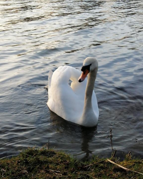 Zum Wasserfreund